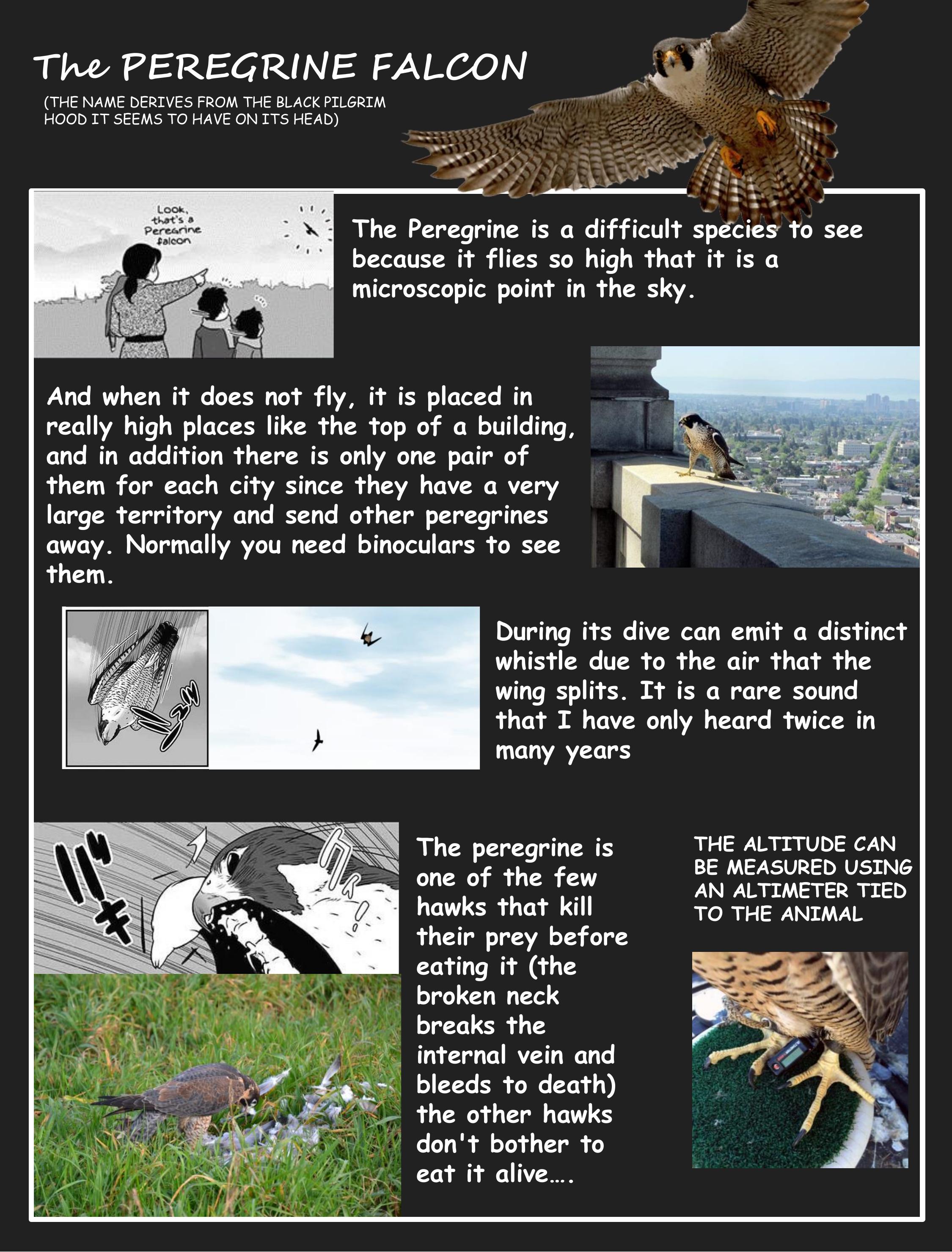 Hawk Master, It's Hunting Time! - Chapter 4: Train High Altitude Hawks With Lure