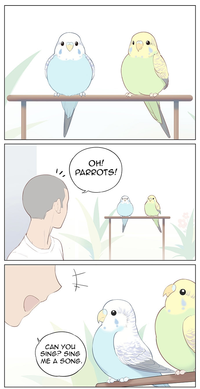 Aman's Animal Tales - Chapter 9: Parrots