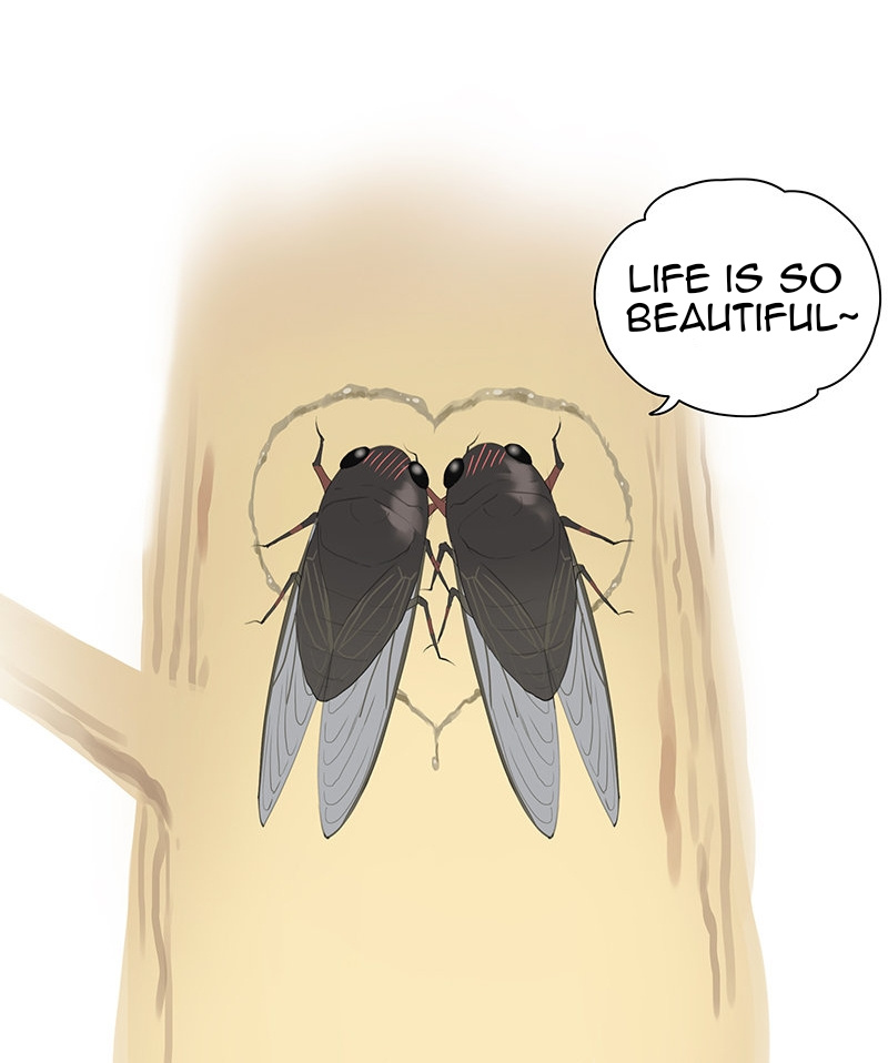 Aman's Animal Tales - Chapter 14: Cicadas