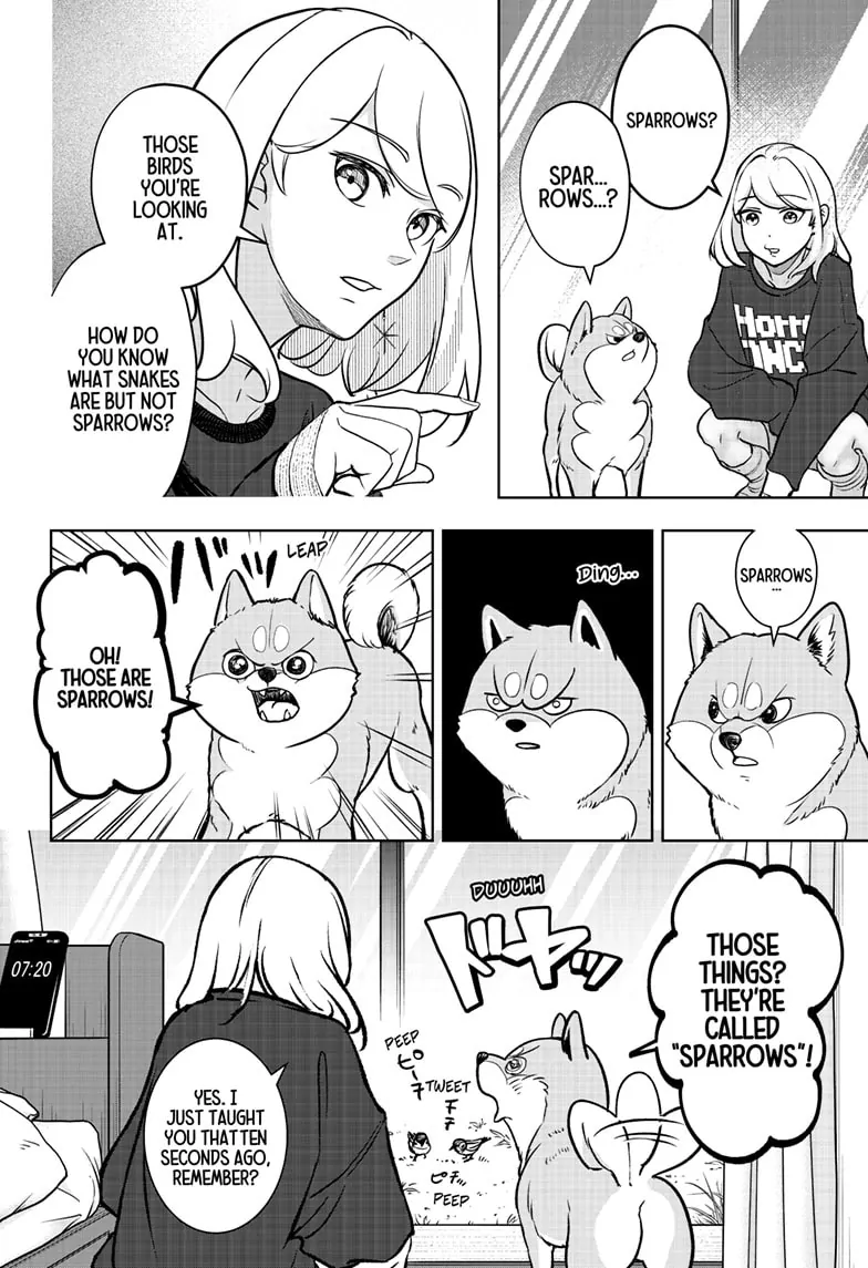 Shiba Inu Rooms - Chapter 2