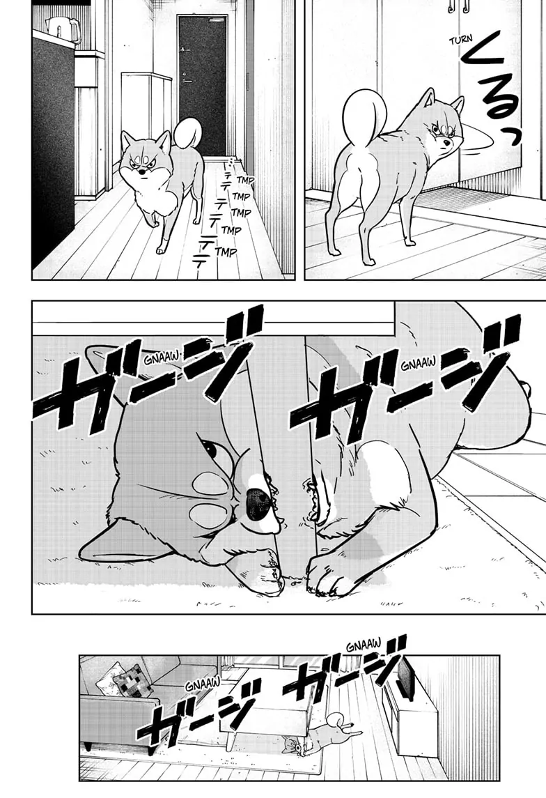 Shiba Inu Rooms - Chapter 4