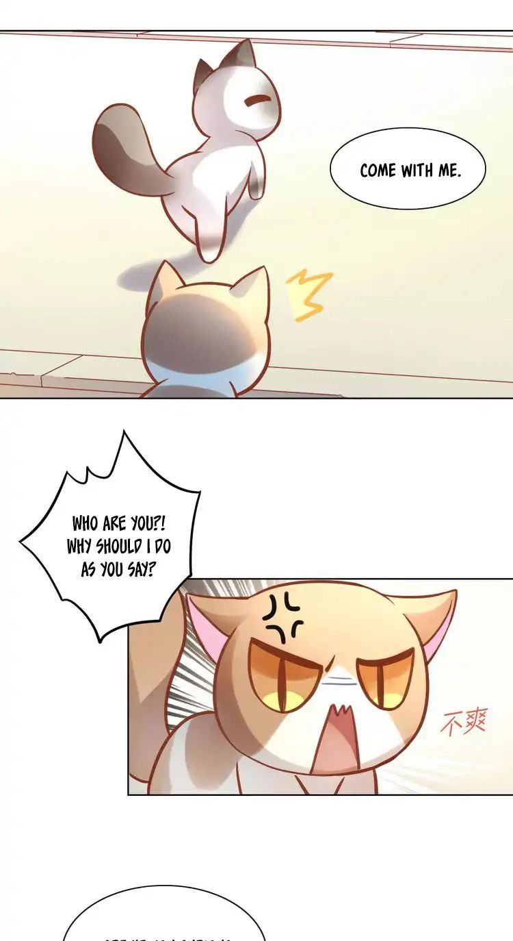 Under The Paws Of Cats - Vol.1 Chapter 8: Actually, Staying Indoors Is Better