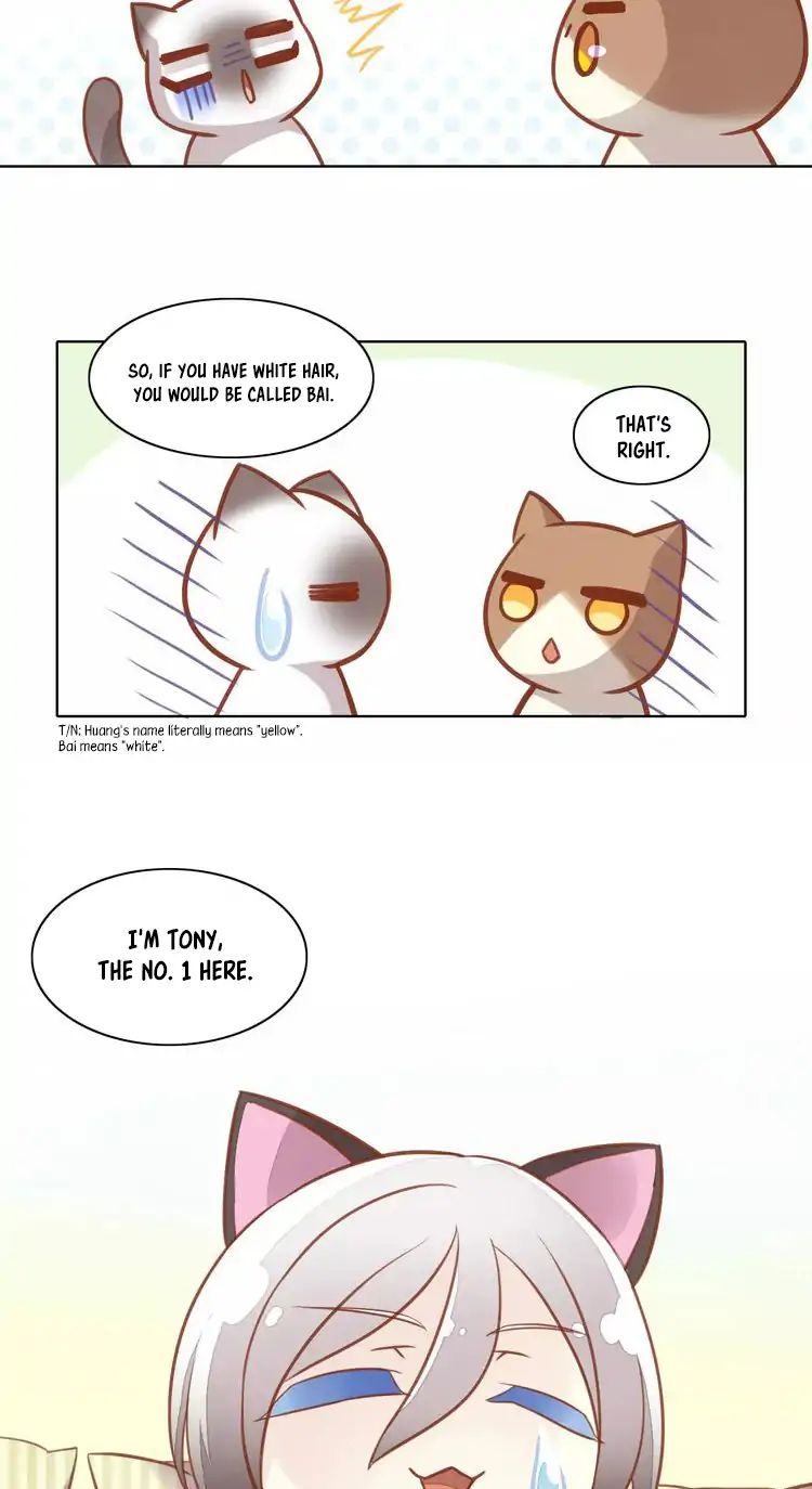 Under The Paws Of Cats - Vol.1 Chapter 8: Actually, Staying Indoors Is Better