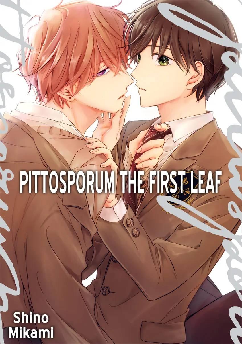 Pittosporum - Chapter 4