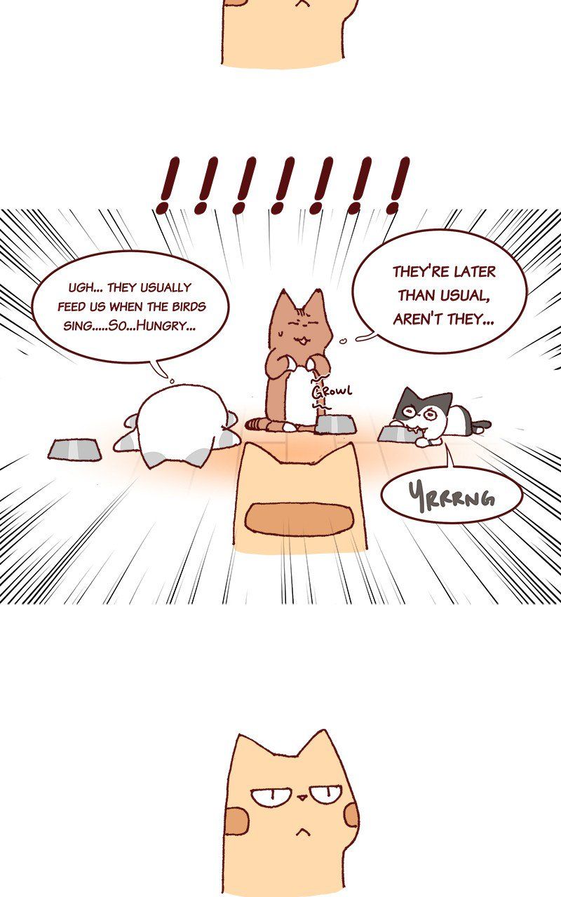 Saphie: The One-Eyed Cat - Chapter 212 : Responsibility